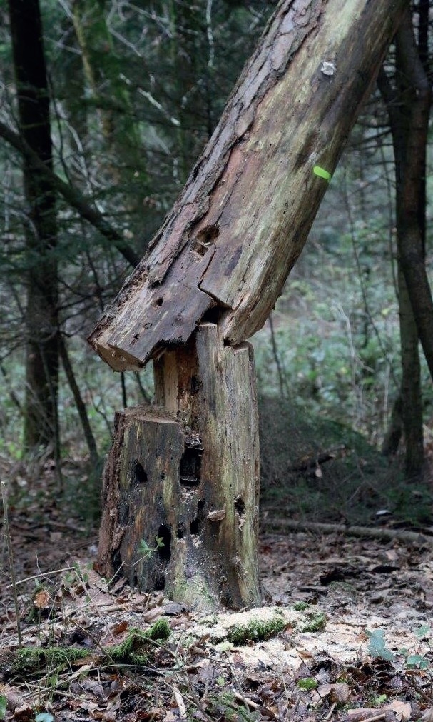 Erhöhtes Unfallrisiko durch Totholz