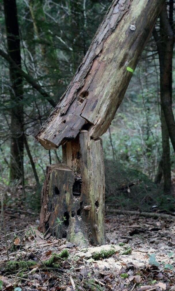 L'abattage de bois mort nécessite un équipement particulier et une formation spécifique.