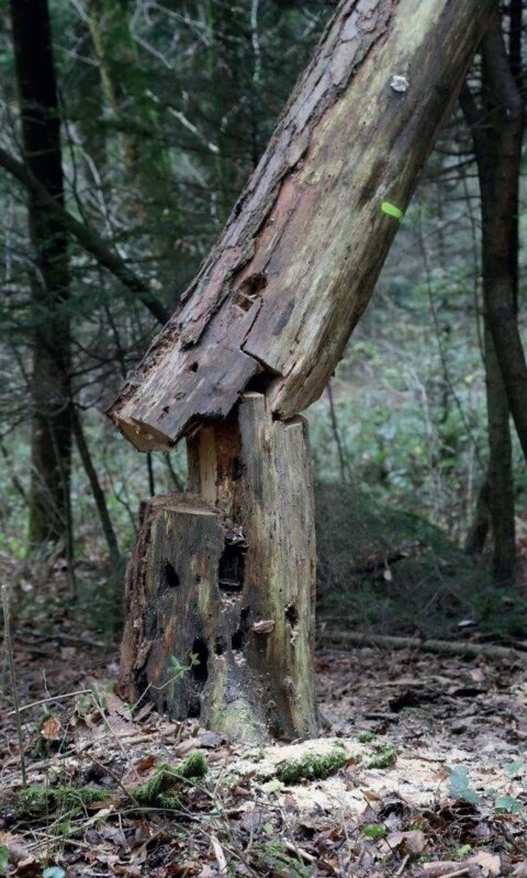 20220211_Totholz Stammbruch_Quelle Wald Schweiz