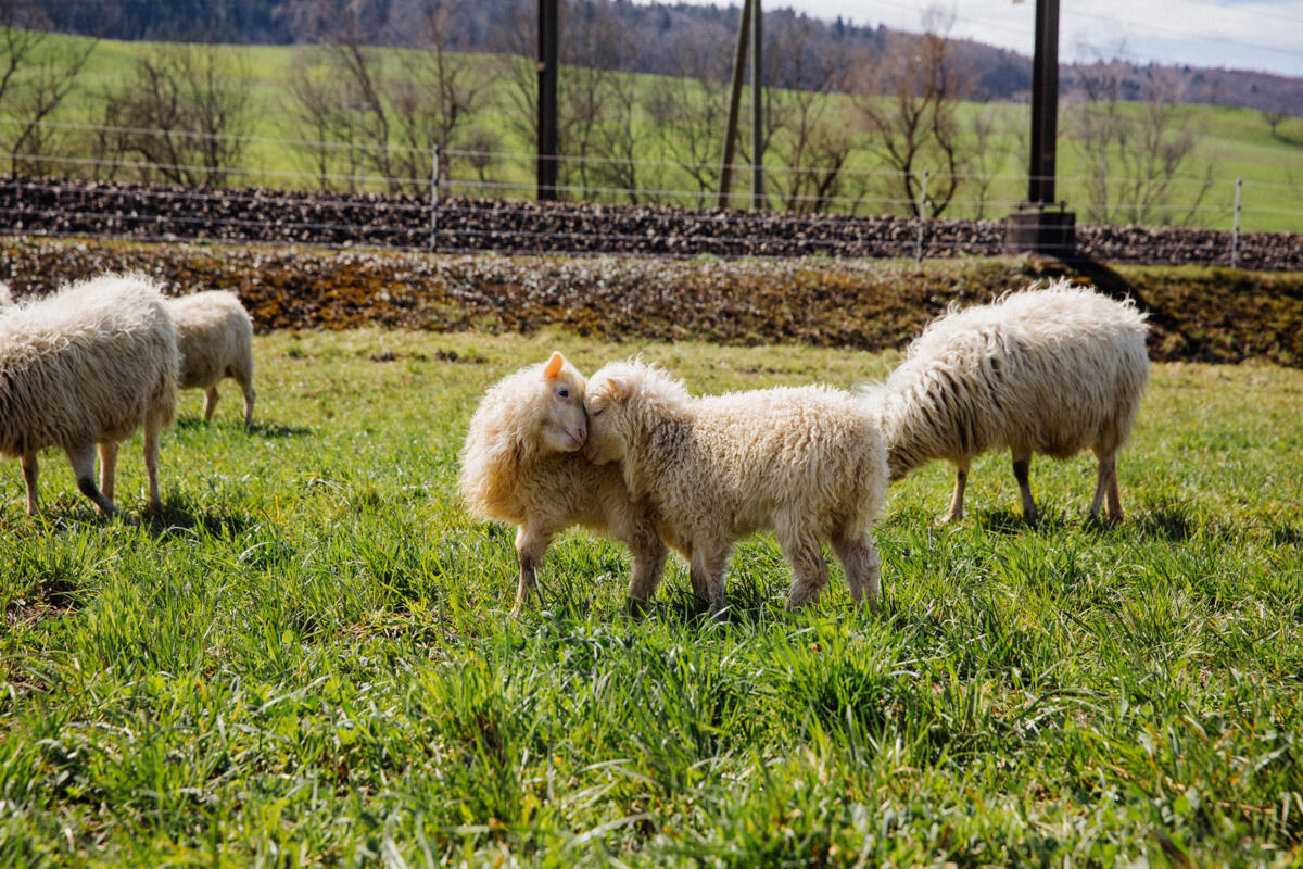 Éviter les collisions avec les animaux de rente