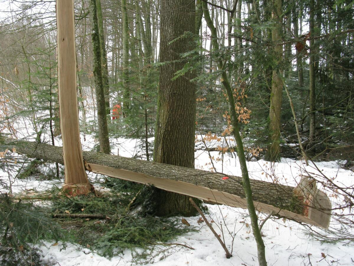 Les travaux de récolte du bois comportent des risques élevés. En 2022, quatre personnes ont été mortellement blessées par des troncs ou des parties d'ar...