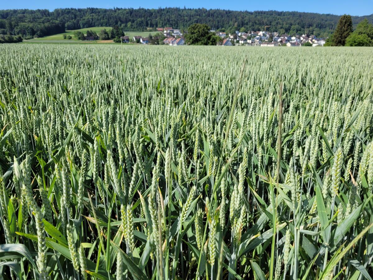 Das feuchte Jahr beeinflusste die Getreidequalität stark, vor allem durch eine unzureichende Kornausbildung und das vermehrte Auftreten von Pilzkrankhei...
