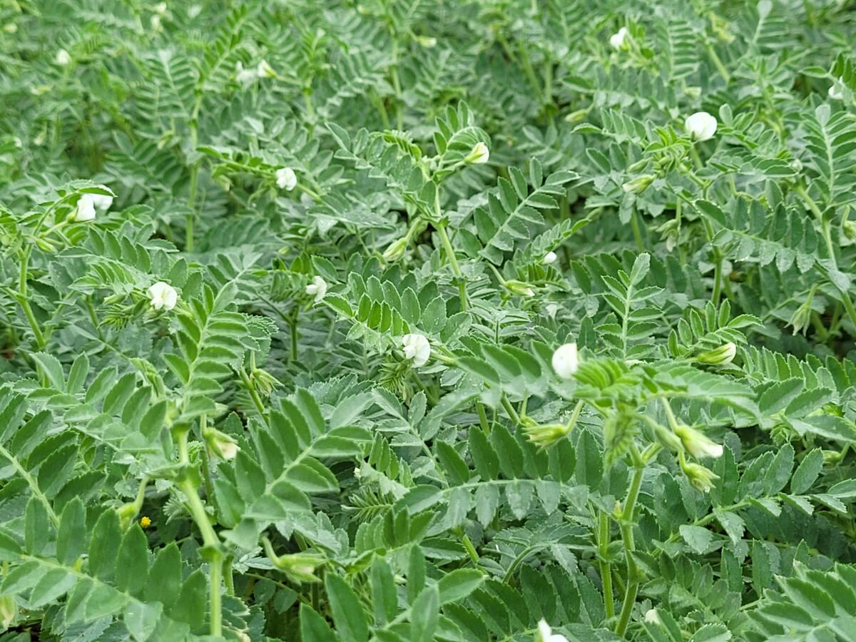 L’encouragement via les contributions à des cultures particulières des légumineuses à graines destinées à l’alimentation animale est étendu aux légumine...
