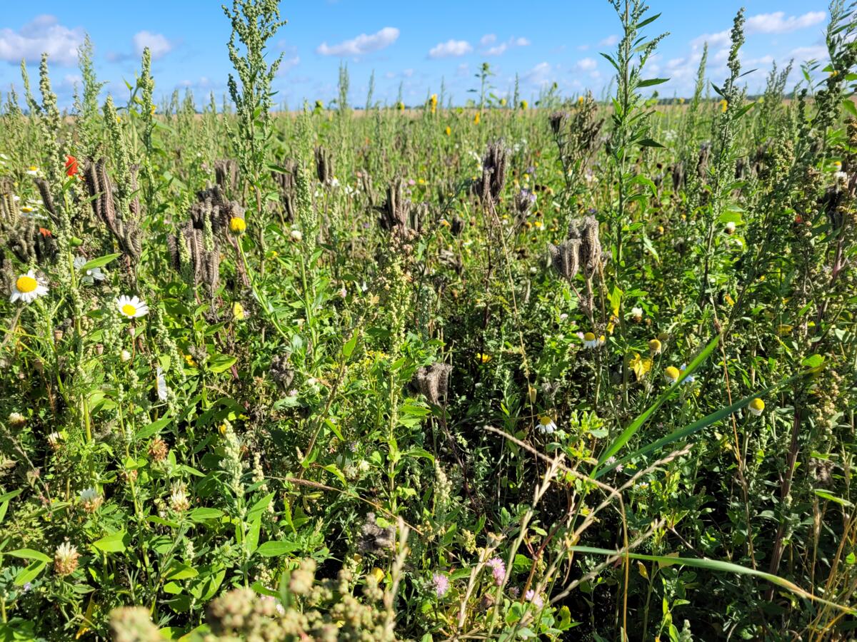 Als anerkannte Biodiversitätsflächen gelten ab 2023 Buntbrachen, Rotationsbrachen, Ackerschonstreifen, Saum auf Ackerfläche, Getreide in weiter Reihe, N...