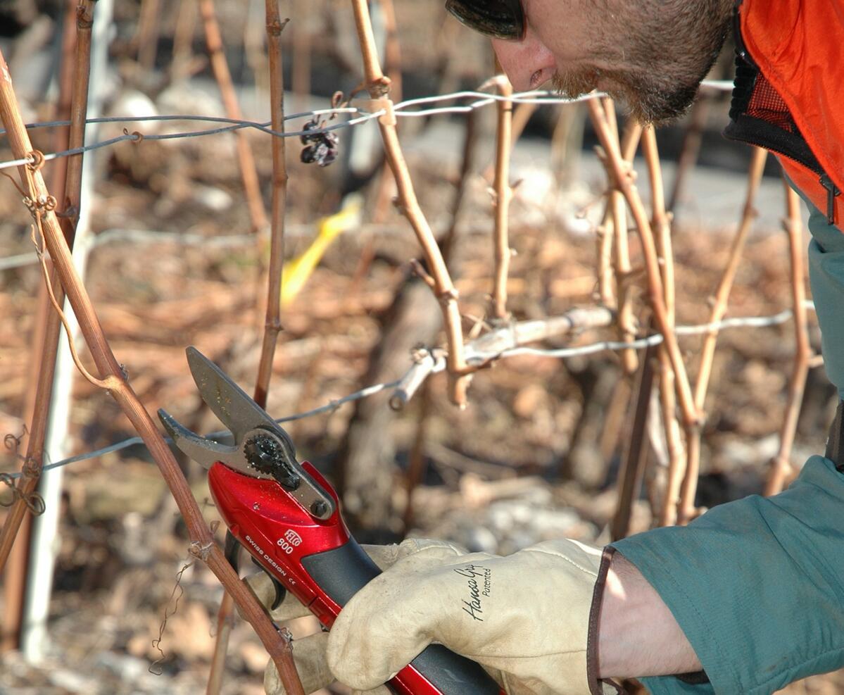 Taille des arbres et des vignes en sécurité 