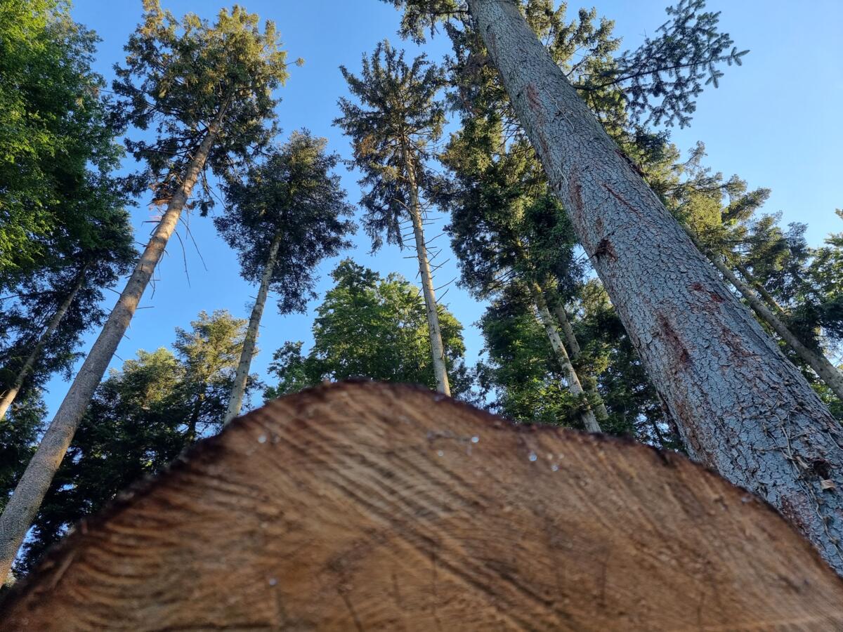 Preisempfehlungen für Holz aus Schweizer Wäldern