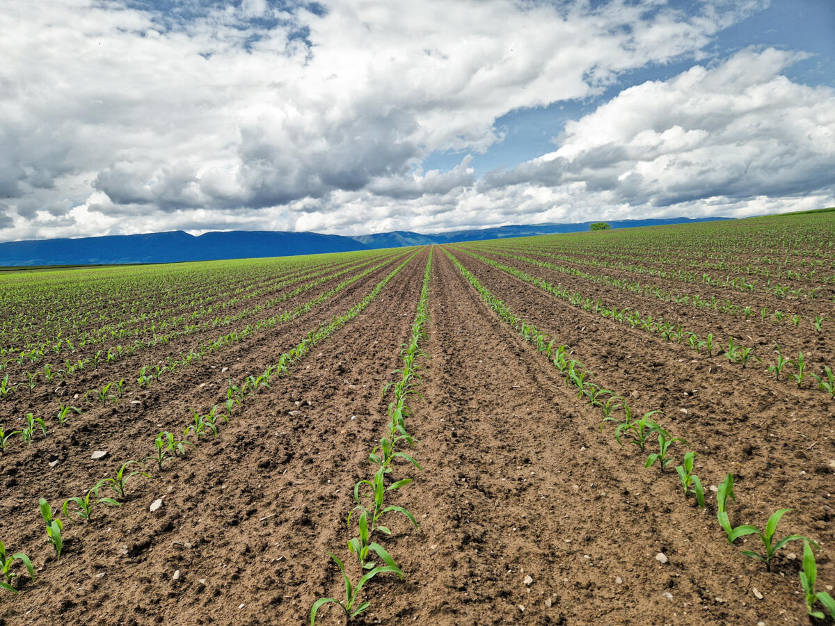Stratégies complètes pour les herbicides dans le maïs
