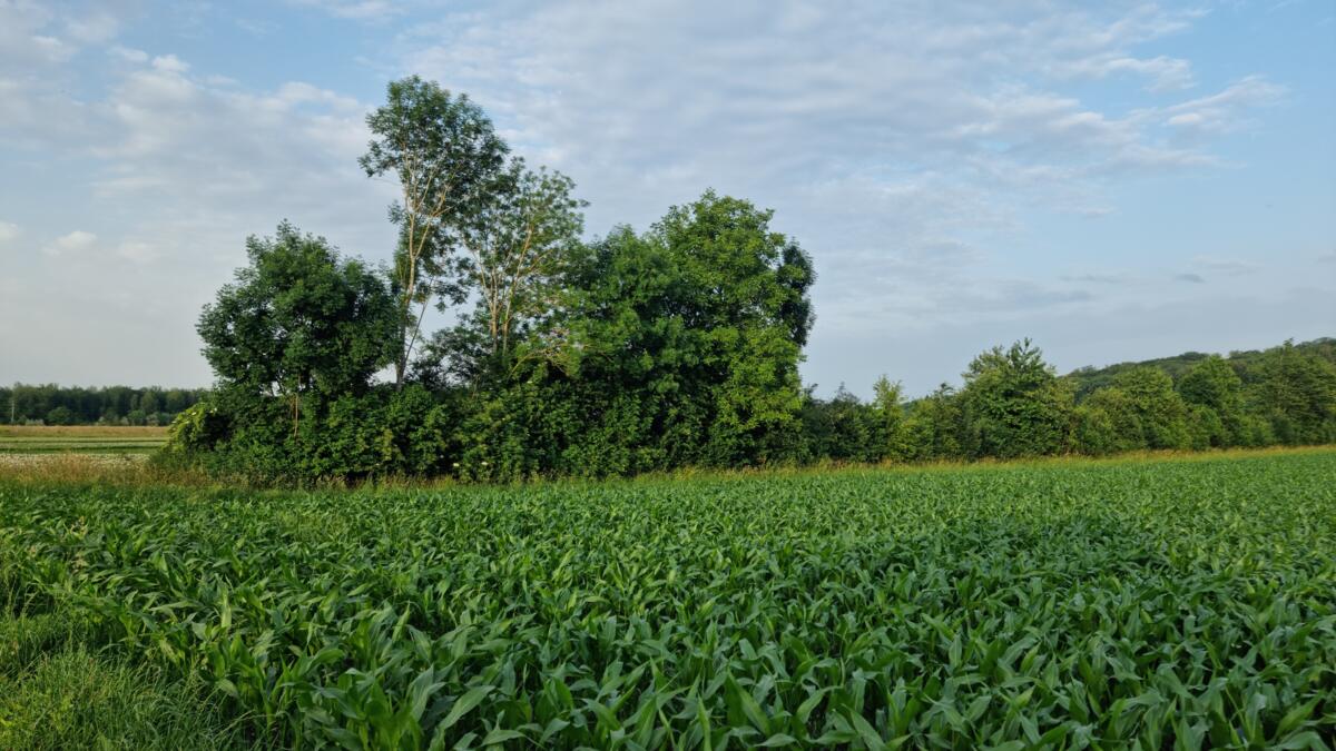 Eine Hecke fördert die Biodiversität und kann durch Beiträge sogar Einkommen generieren. Fehlt für ein solches Vorhaben der Segen der Verpächterin, verl...