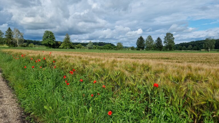 2024_acker-feld-mit-mohnblumen_jin