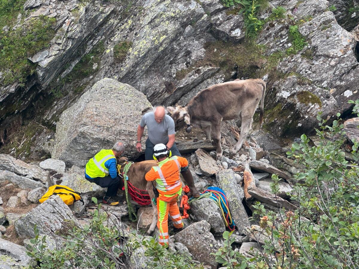 Après une recherche réussie à l’aide d’un drone, deux veaux égarés sont préparés pour le transport par hélicoptère.