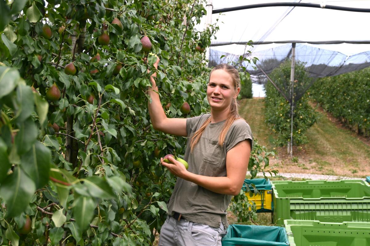 Angela Preisig bei der Birnenernte. Während der Erntesaison arbeitet sie Vollzeit auf dem elterlichen Obstbaubetrieb.