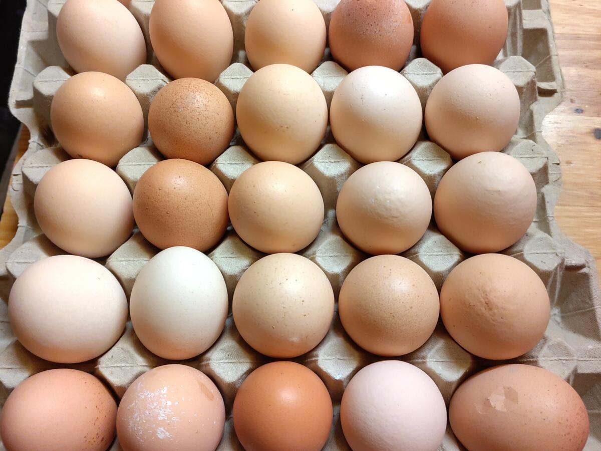 Les œufs bruns peuvent être fortement décolorés.