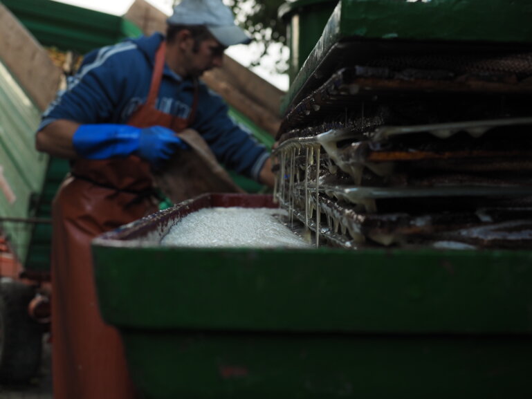 24646961077_d335acdf0a_o_sbv