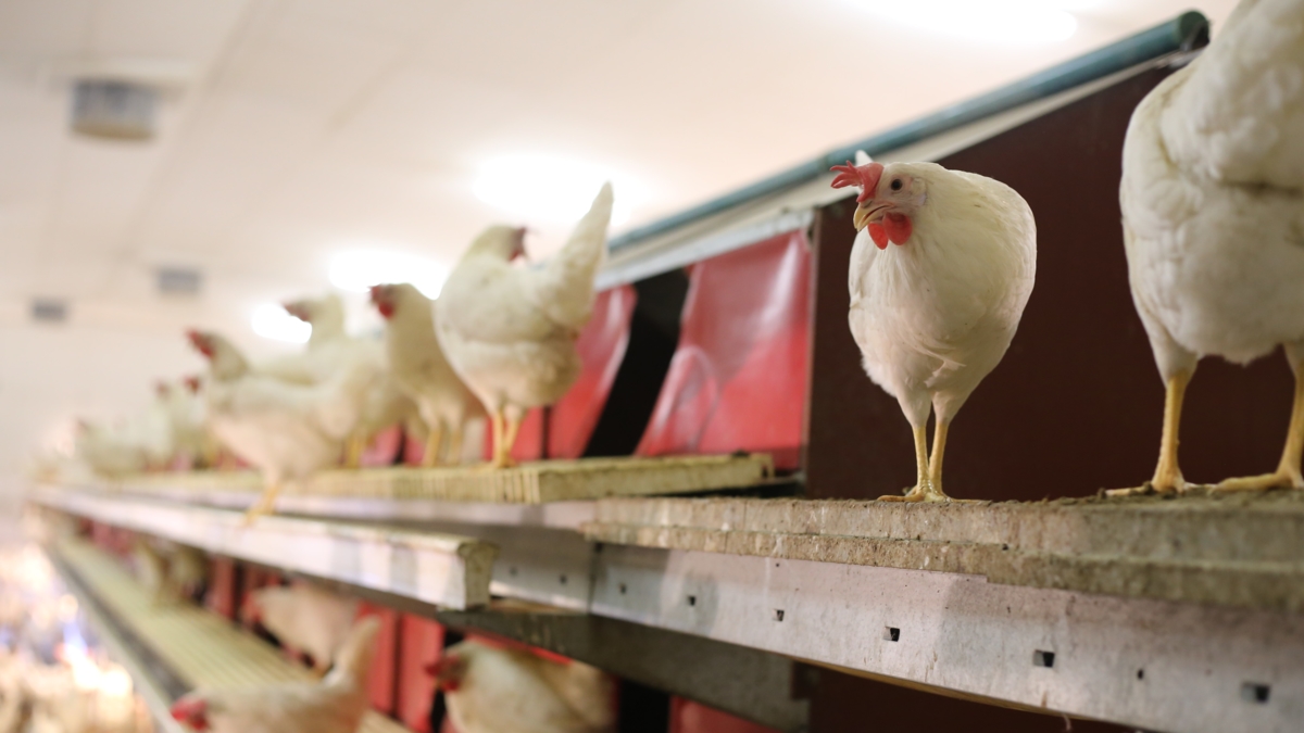 Sortie d'élevage des poules pondeuses