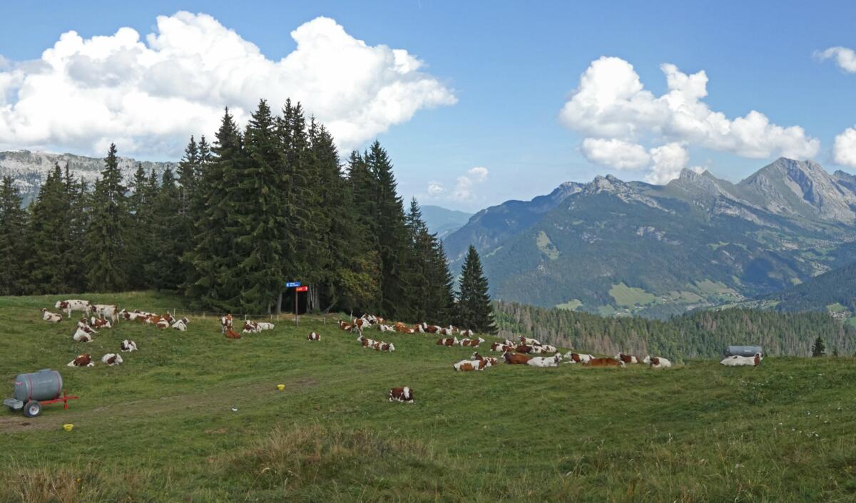 Bovins en pâturage dans les Alpes françaises, en Haute-Savoie (Photo d’illustration).