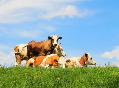 fenaco lance un programme pour réduire considérablement les émissions de méthane des vaches laitières
