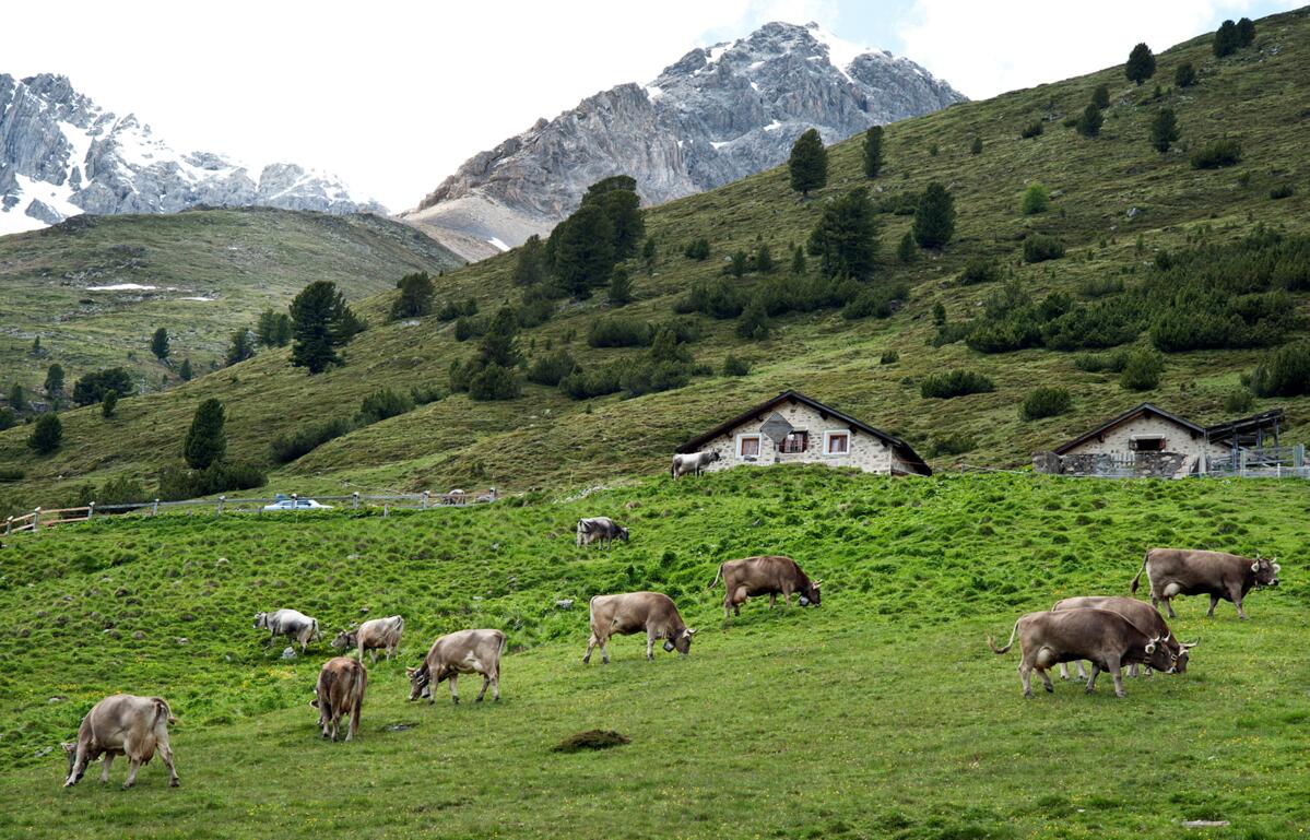 1600 Alpbetriebe in der Schweiz sind als Gemeinschaftsalpen organisiert. Agroscope fand Erfolgsfaktoren dieser kollektiven Bewirtschaftungsform.