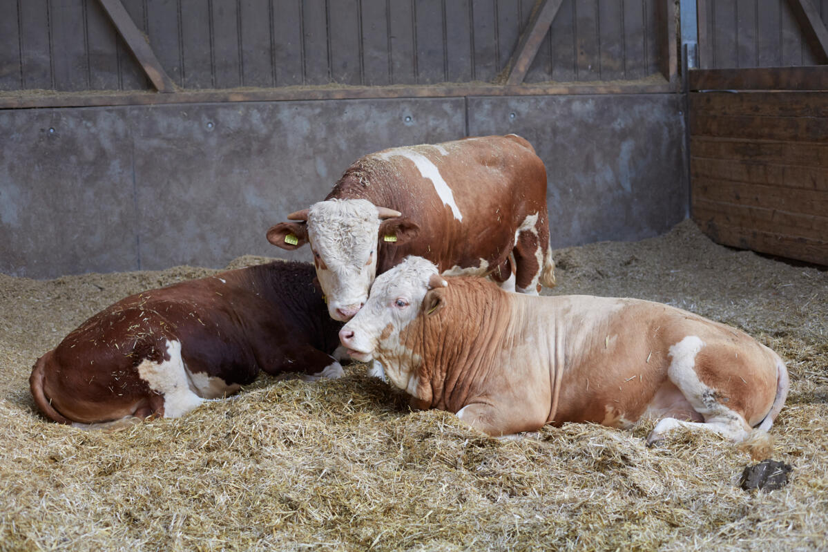 Nouvelle plateforme pour l’abattage hors calendrier 