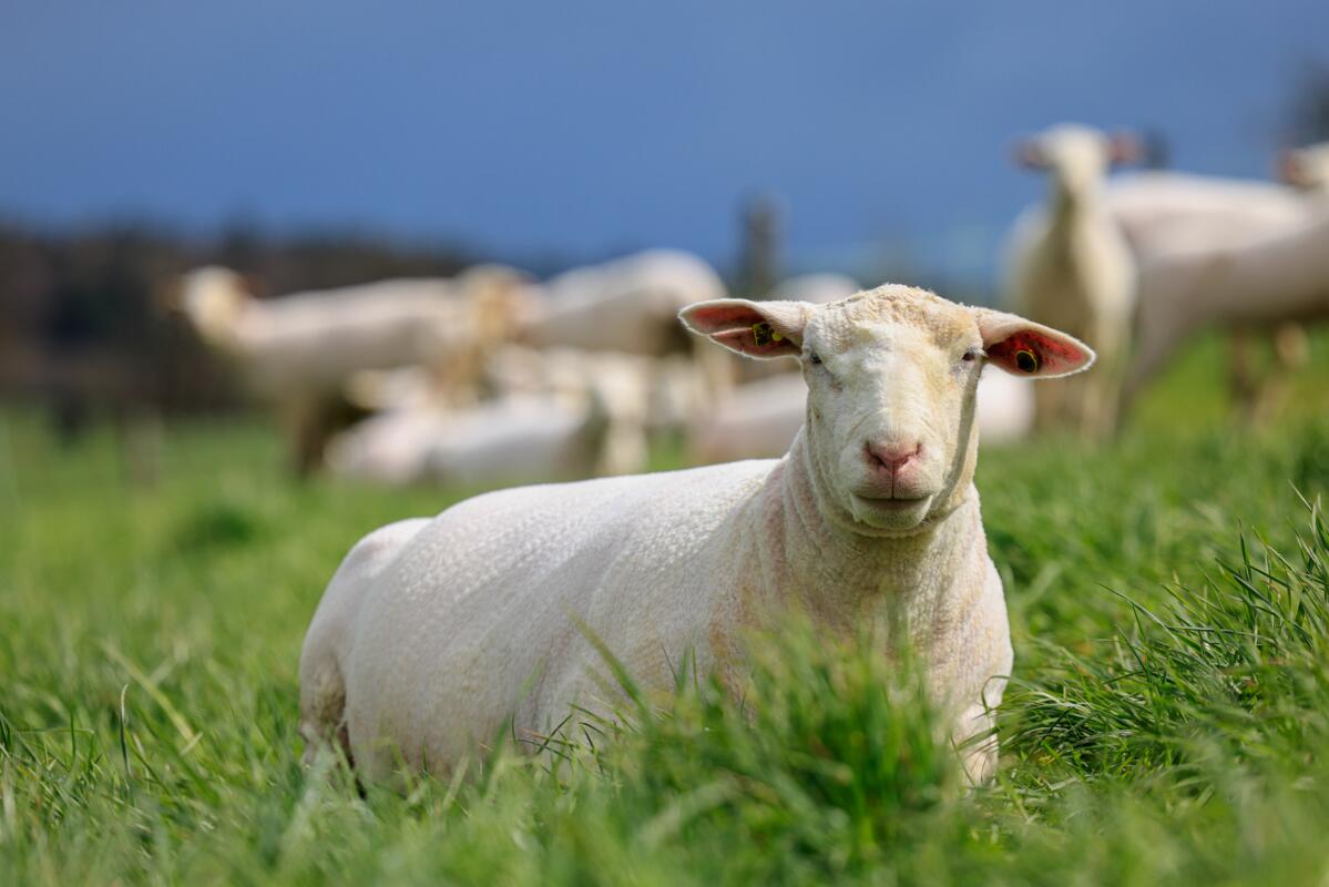 Haben Schafe und Ziegen auch Hitzestress?