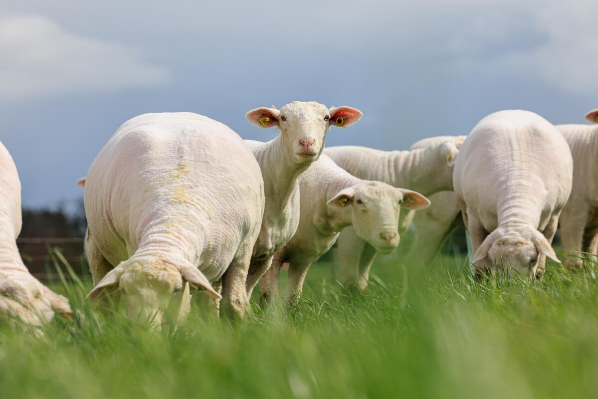 Fièvre catarrhale ovine : quel vaccin pour quel sérotype ?