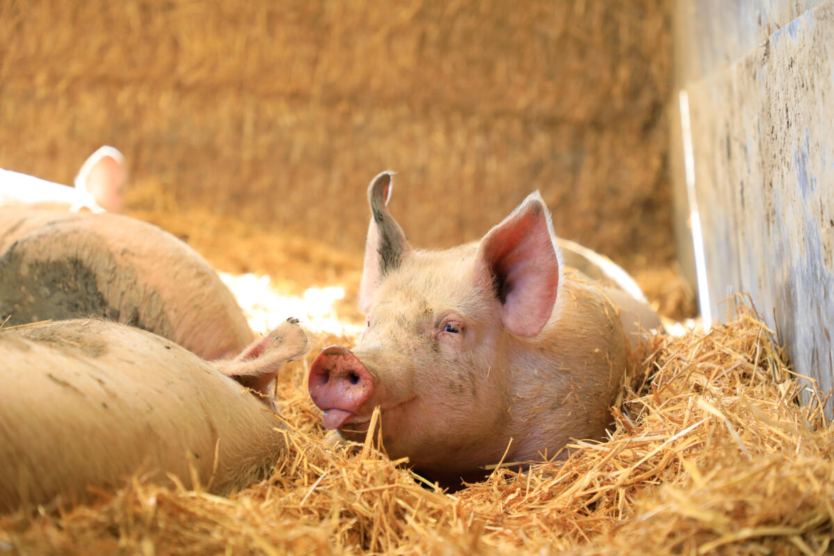 IP-Suisse definiert Kontrollen für Labelschweinebetriebe neu