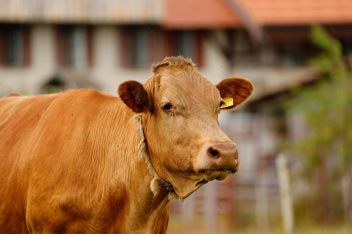 Transport des animaux de boucherie malades ou blessés : nouveau guide d’évaluation