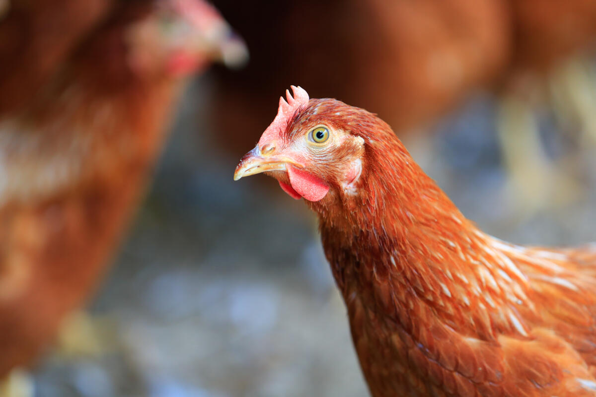 Wie beugt man Kokzidien und Clostridien bei Legehennen vor?