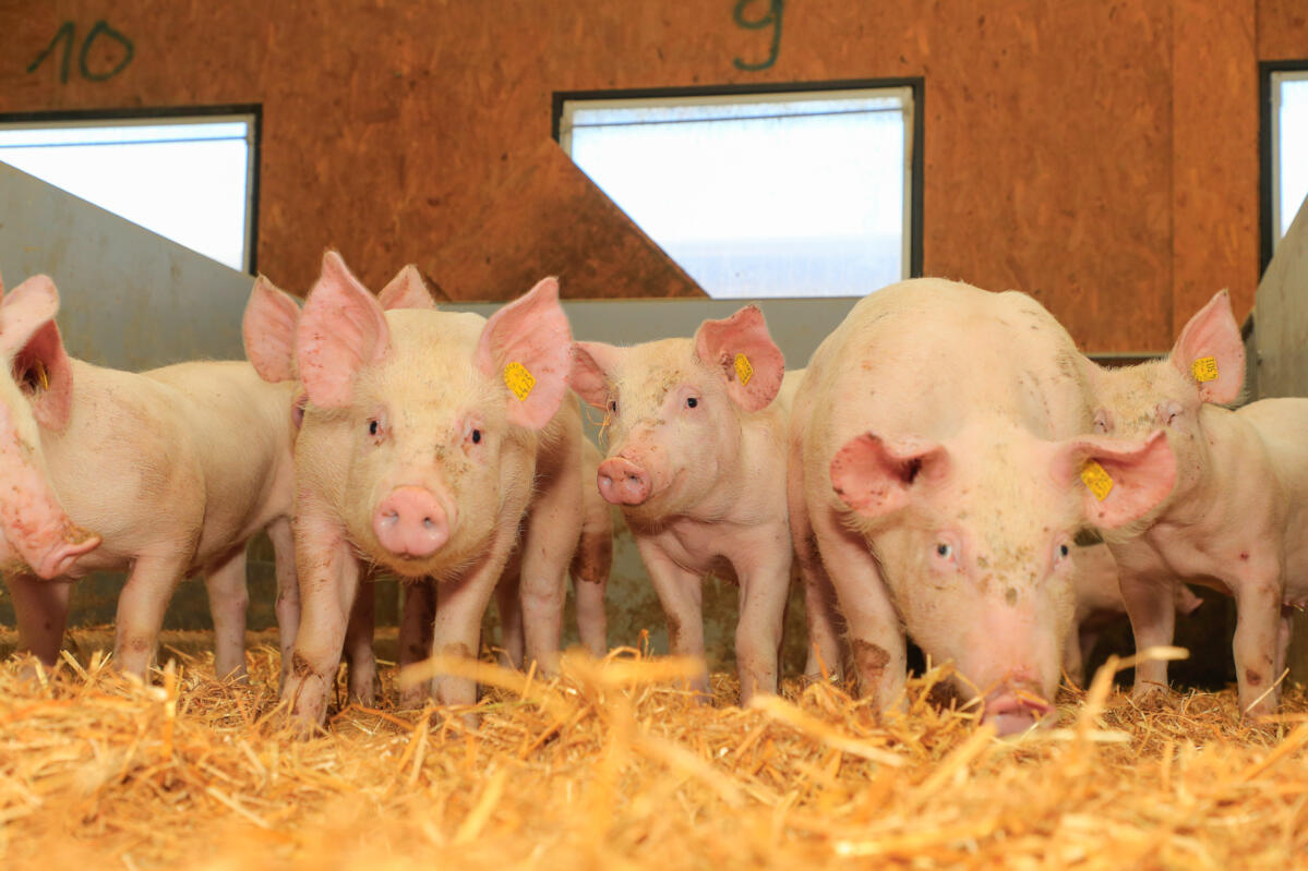 Neues Jagerpeismodell wird ab September 2023 eingeführt