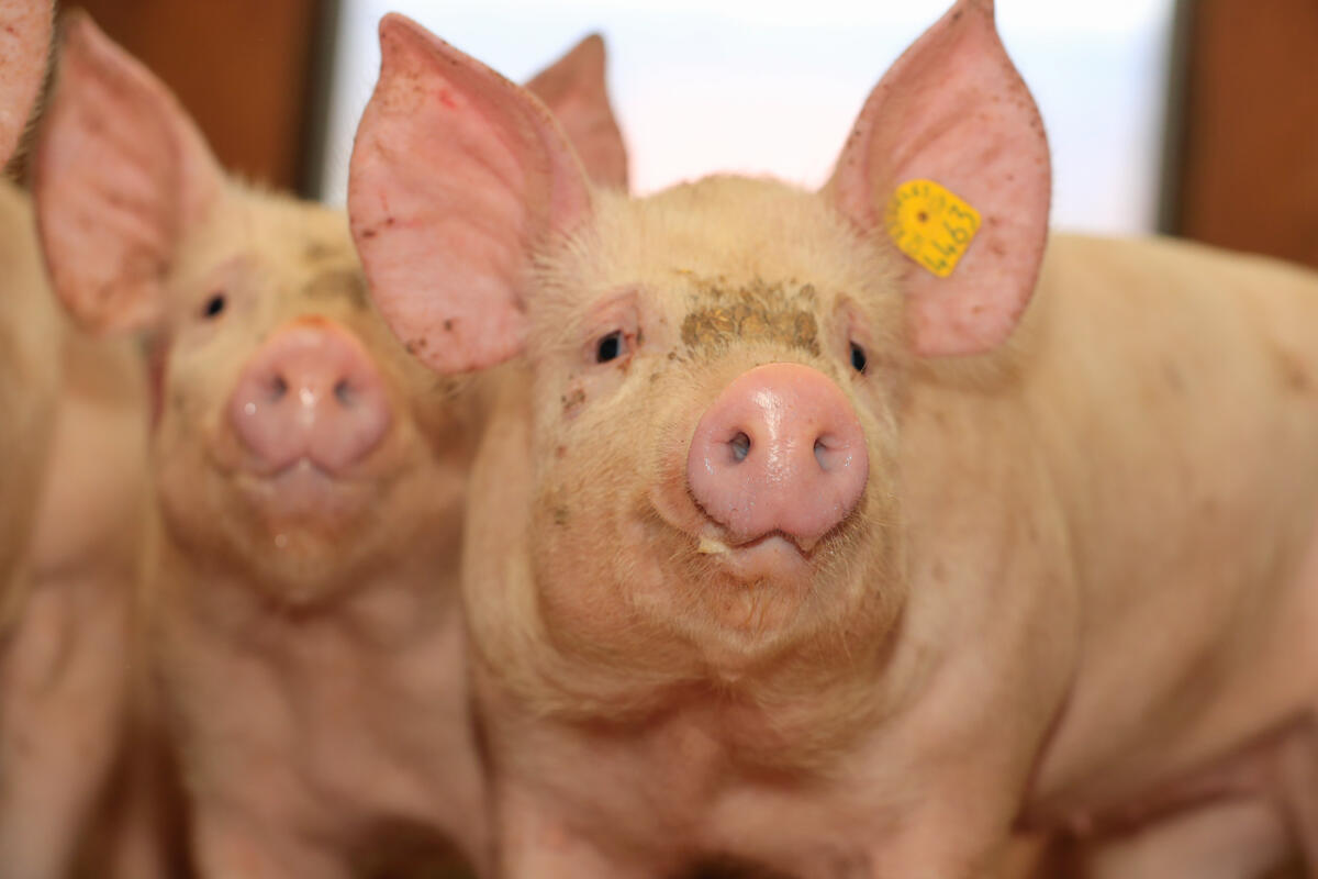 Herausforderungen und Zukunftsaussichten der Schweinebranche
