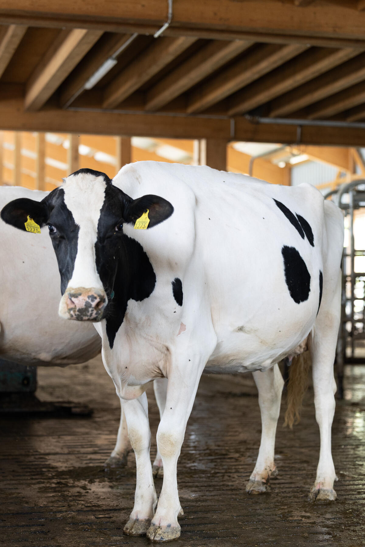 Die Fruchtbarkeit ist ein zentraler Faktor für den wirtschaftlichen Erfolgeines Milchviehbetriebs.