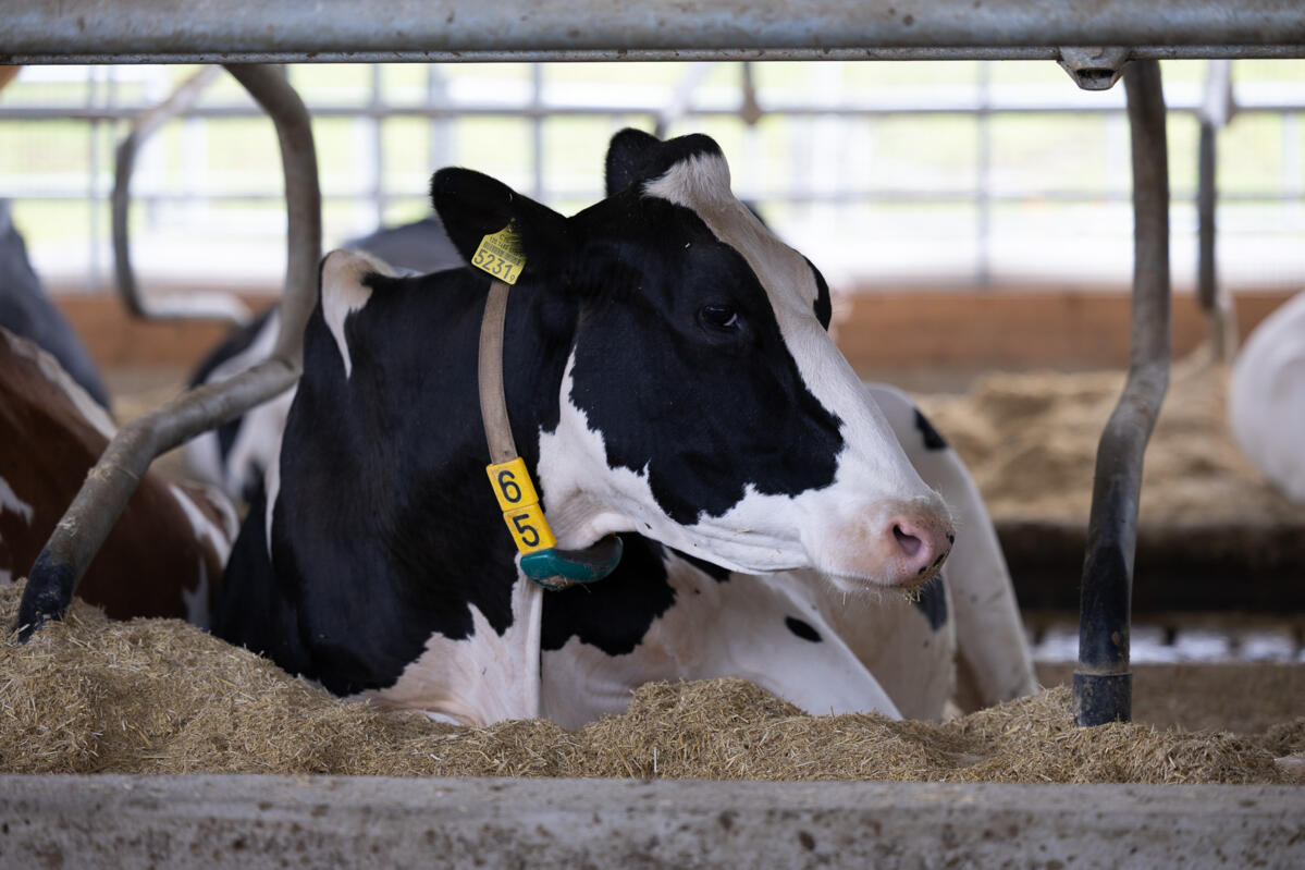 Homöopathie bei Nutztieren