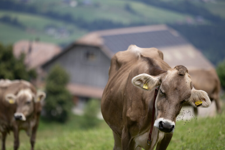 Zuber Rind Blauzungenvirus beim Rind – was haben wir gelernt?
