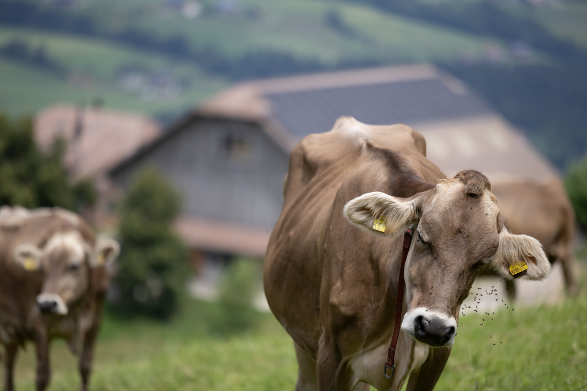 M U Rind Blauzungenvirus beim Rind – was haben wir gelernt?