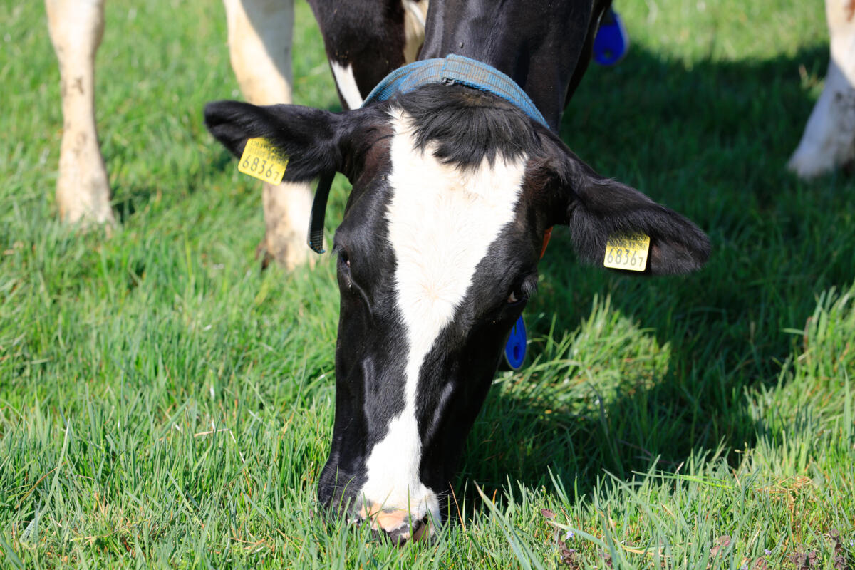 Que faire lorsque les vaches gonflent en automne ?