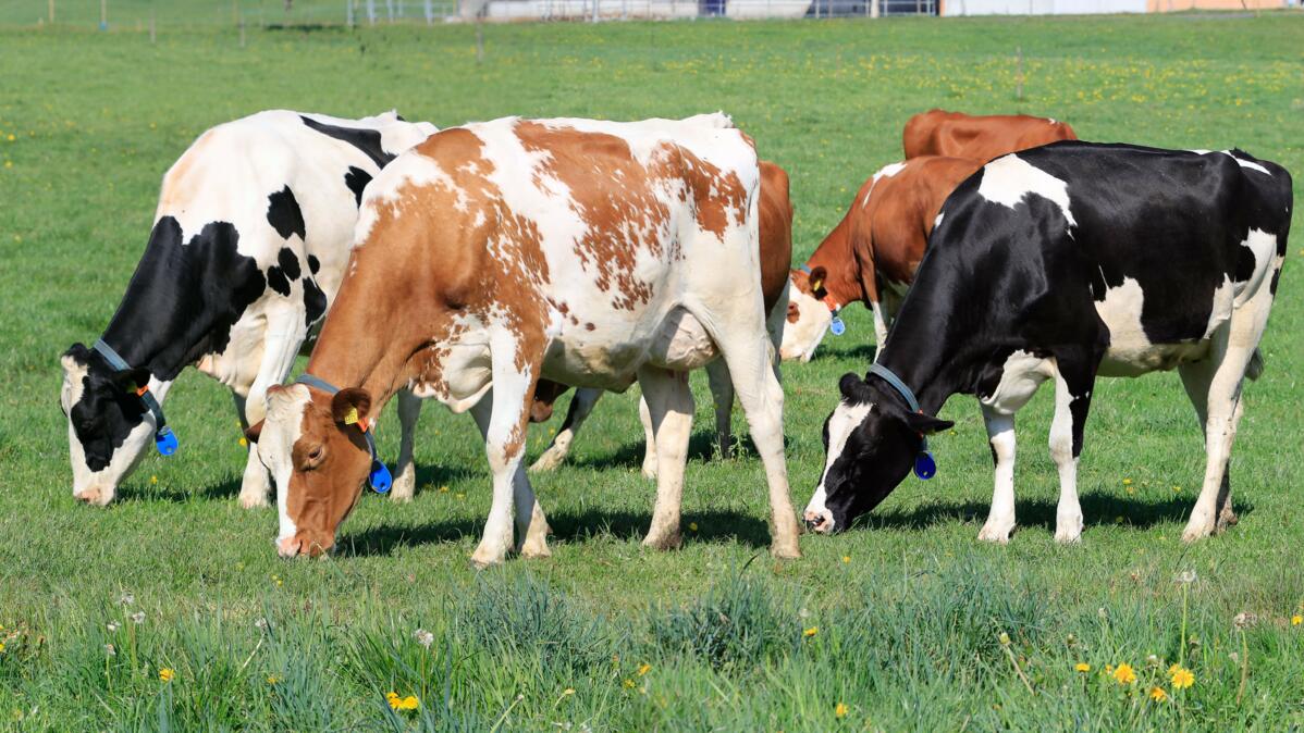 Sind Schweizer Milchviehbetriebe effizient?