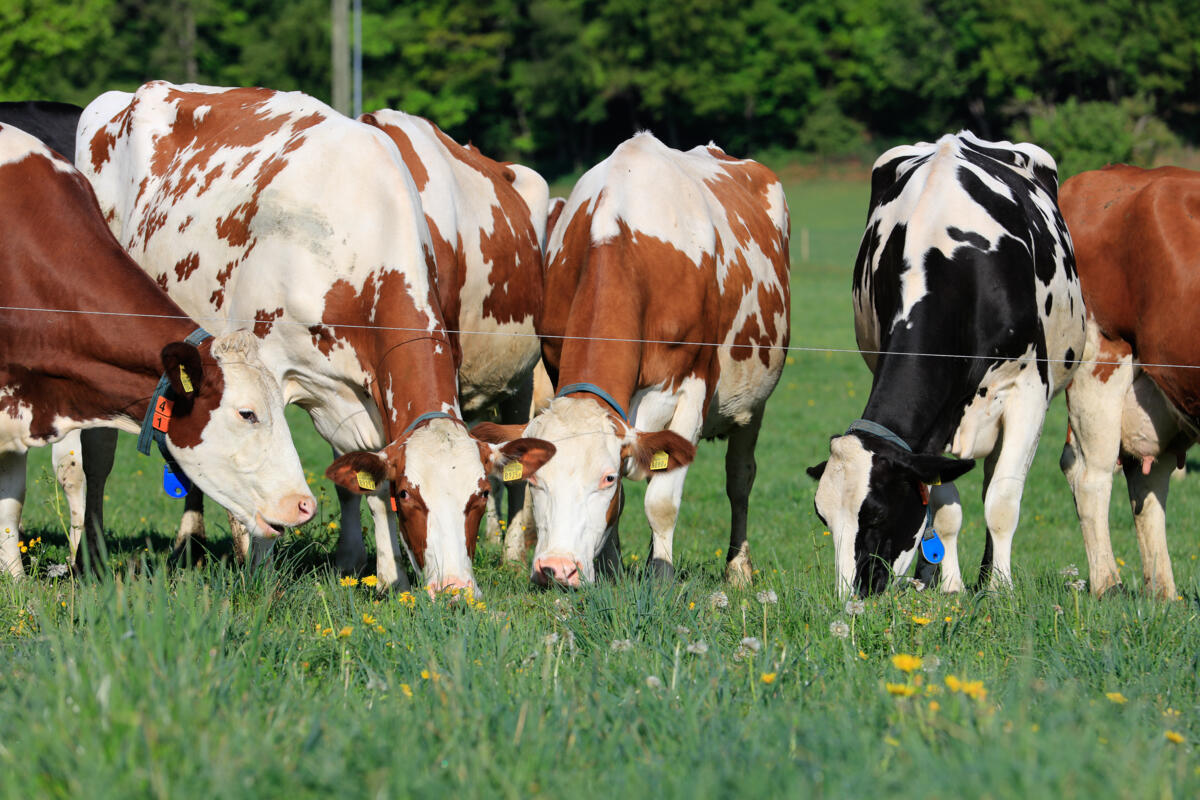 Les carences minérales chez la vache laitière