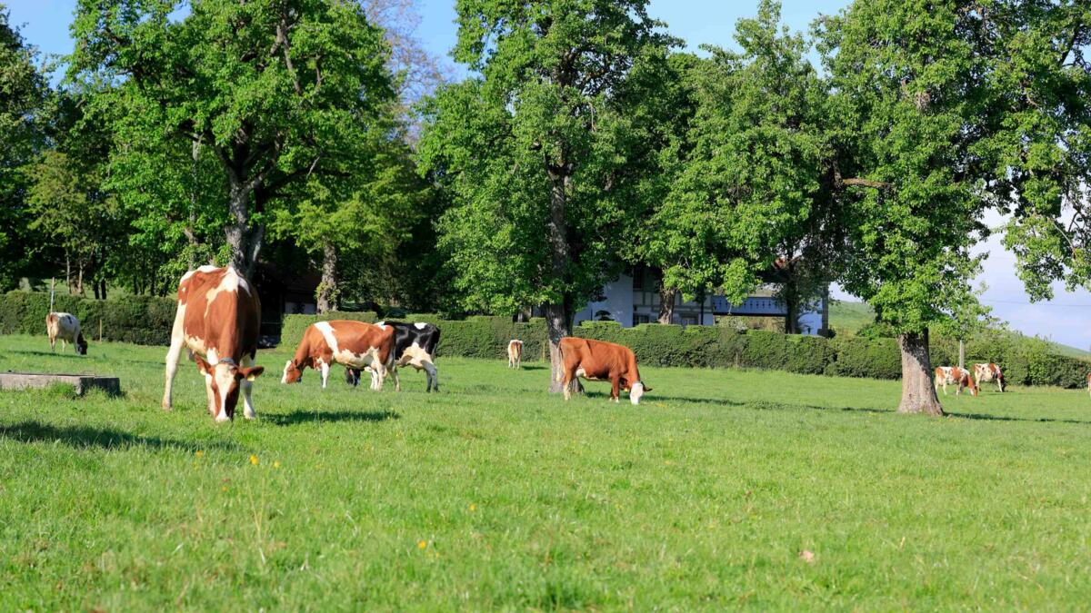 Le bien-être animal renforcé dans le Tapis vert