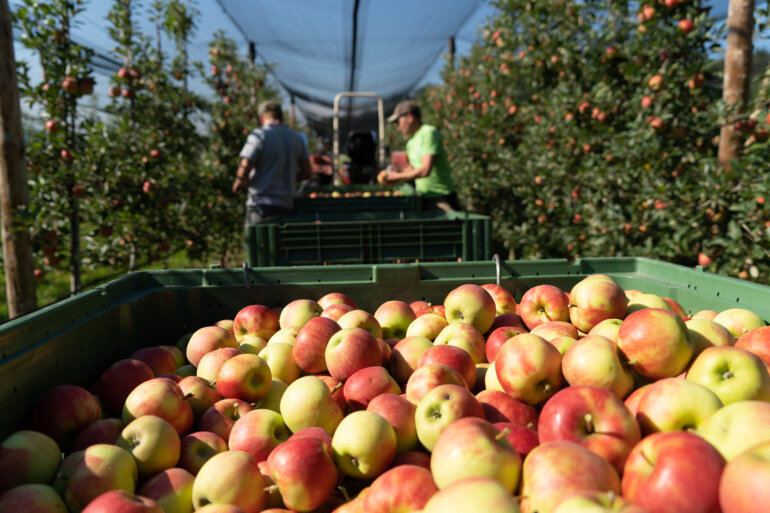 A7_03015-apfelernte-thali-markus20210906-schweizer-obstverband