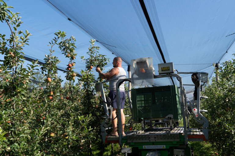 A7_03060-apfelernte-thali-markus20210906-schweizer-obstverband