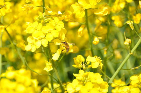 Abeille