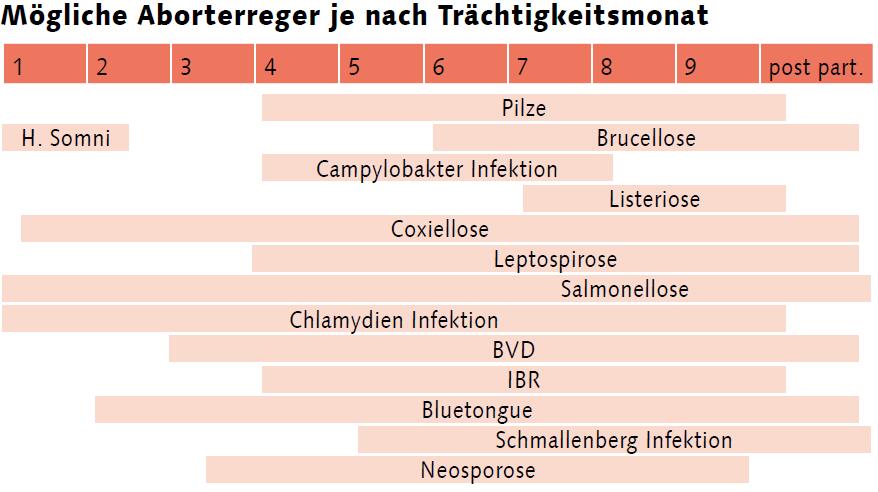 Hilfe vom Tierarzt: Was tun gegen Aborte beim Milchvieh?