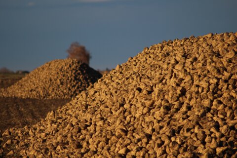 agriculture-3826734