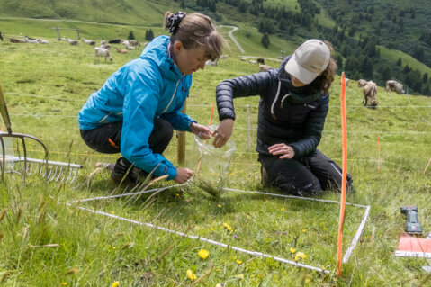 agroscope_alp-dil-plaun_gras-analyse_01