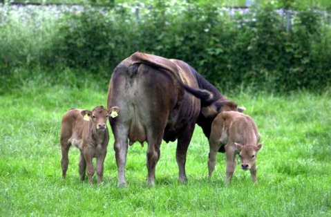 Agroscope_Mutterkuh_72351