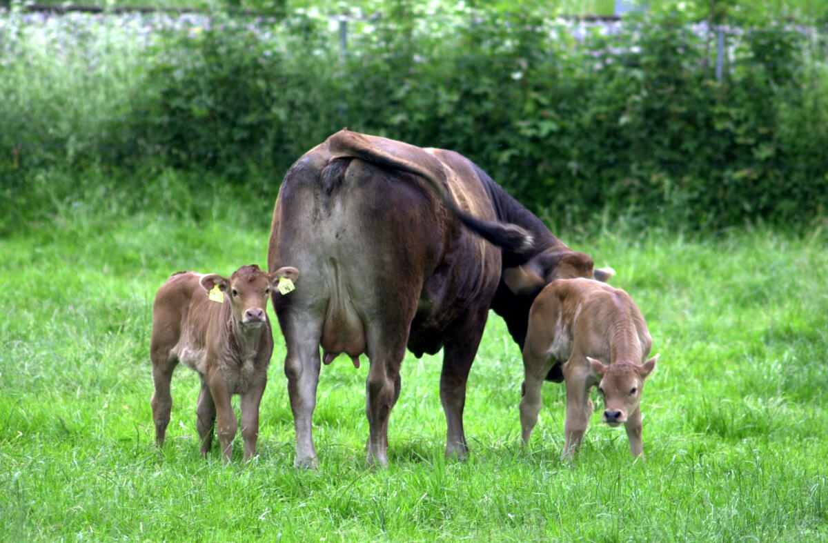 Viande bovine à l’herbe – comment rentabiliser la production?