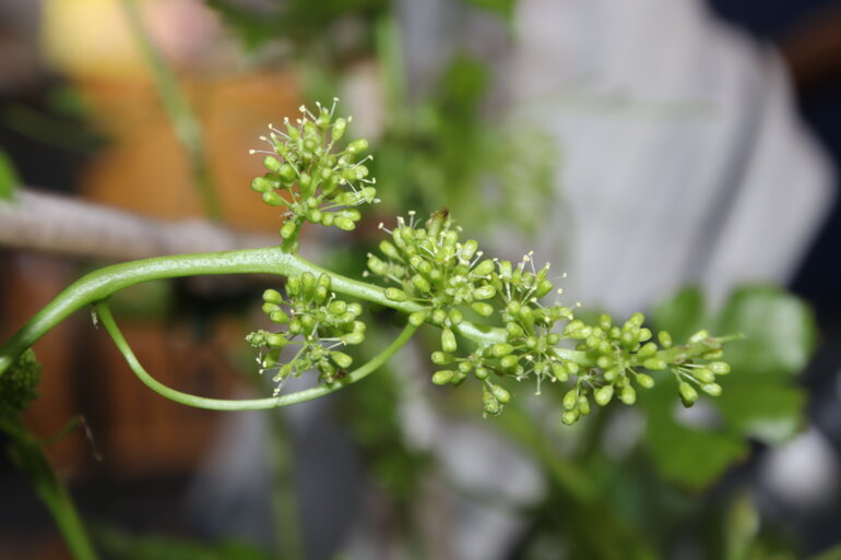 Agrovina_Traubenblüte_romue