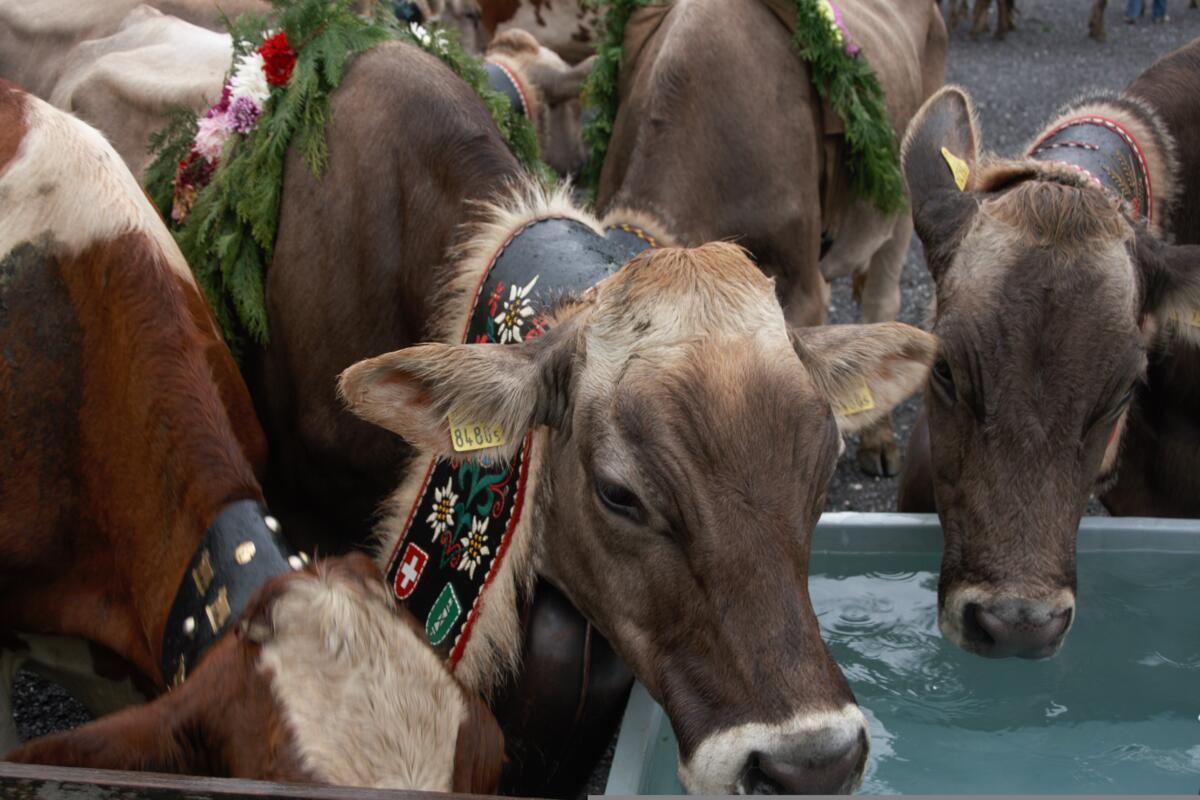 La Suisse a-t-elle toujours été le pays des vaches ?