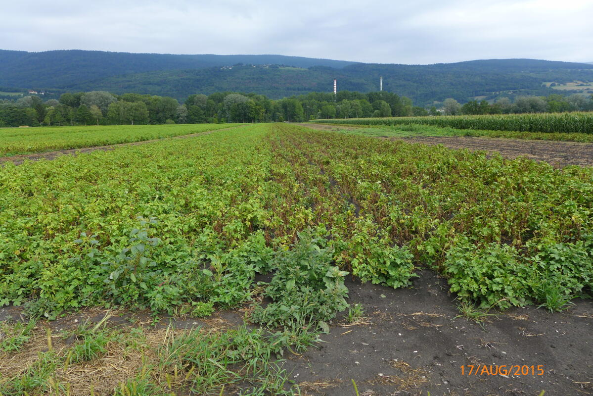 Symptômes typiques de l`alternariose dans une culture de pommes de terre