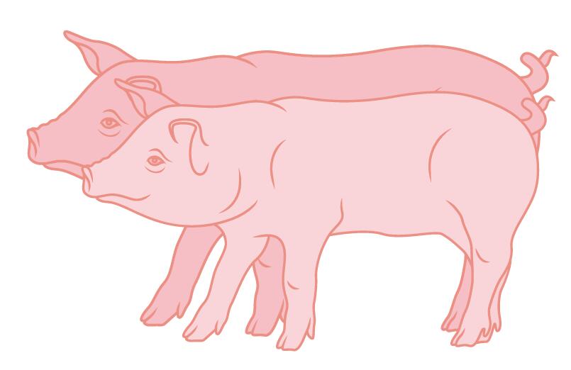 Bei einem angestrebten durchschnittlichen Schlachtgewicht von 88kg liegt der Grossteil des Postens innerhalb des neutralen Gewichtsbandes, womit die Abz...