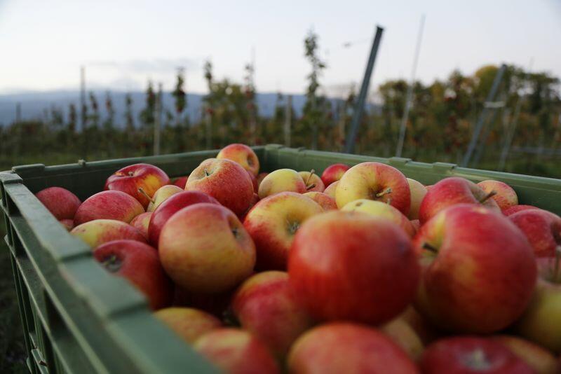 Les pommes suisses mûrissent plus tôt